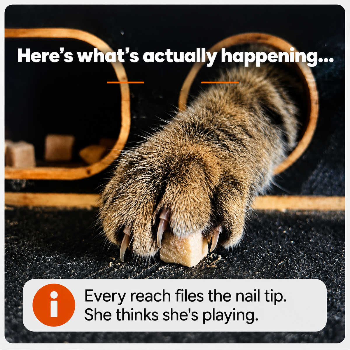 ClawNest™ Wooden Cat Claw Care Box